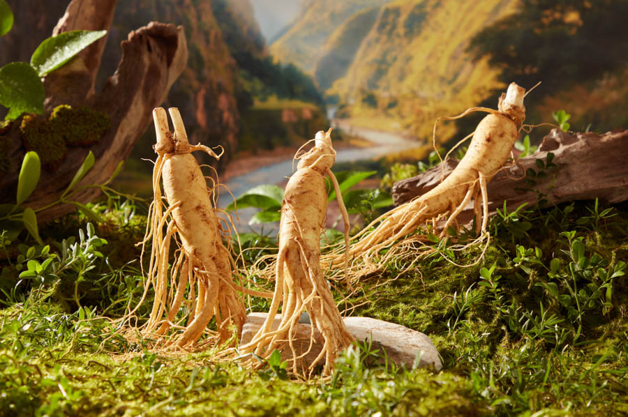 Roter Ginseng
