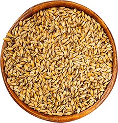 Gerstenmalz