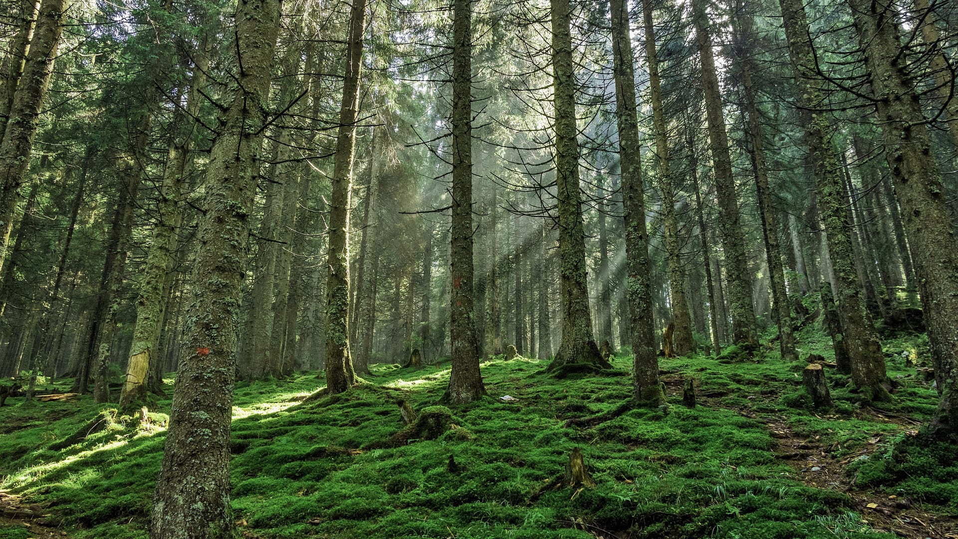 Ratgeber-Bild rund um Kaminholz
