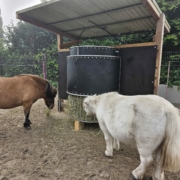 Ponys an der automatisierten Heuraufe