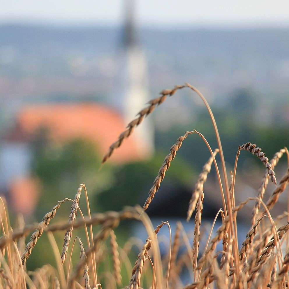 Unser Urdinkel