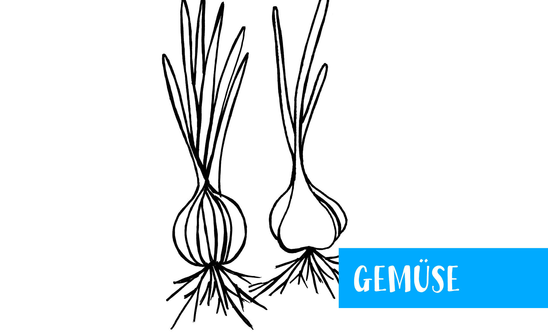 Gemüse: Zwiebel und Knoblauch
