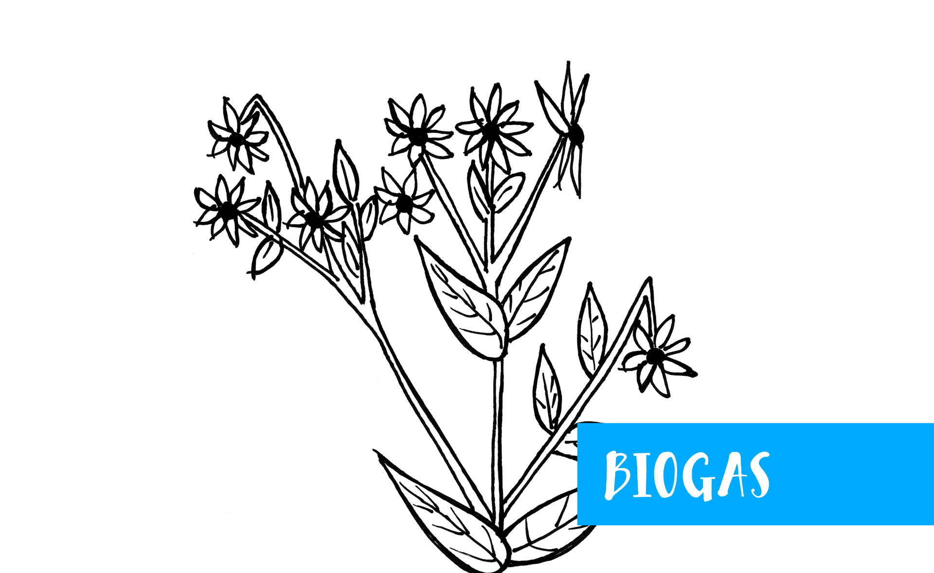 Silphie für Biogas und Futtermittel