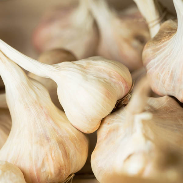 Knoblauch