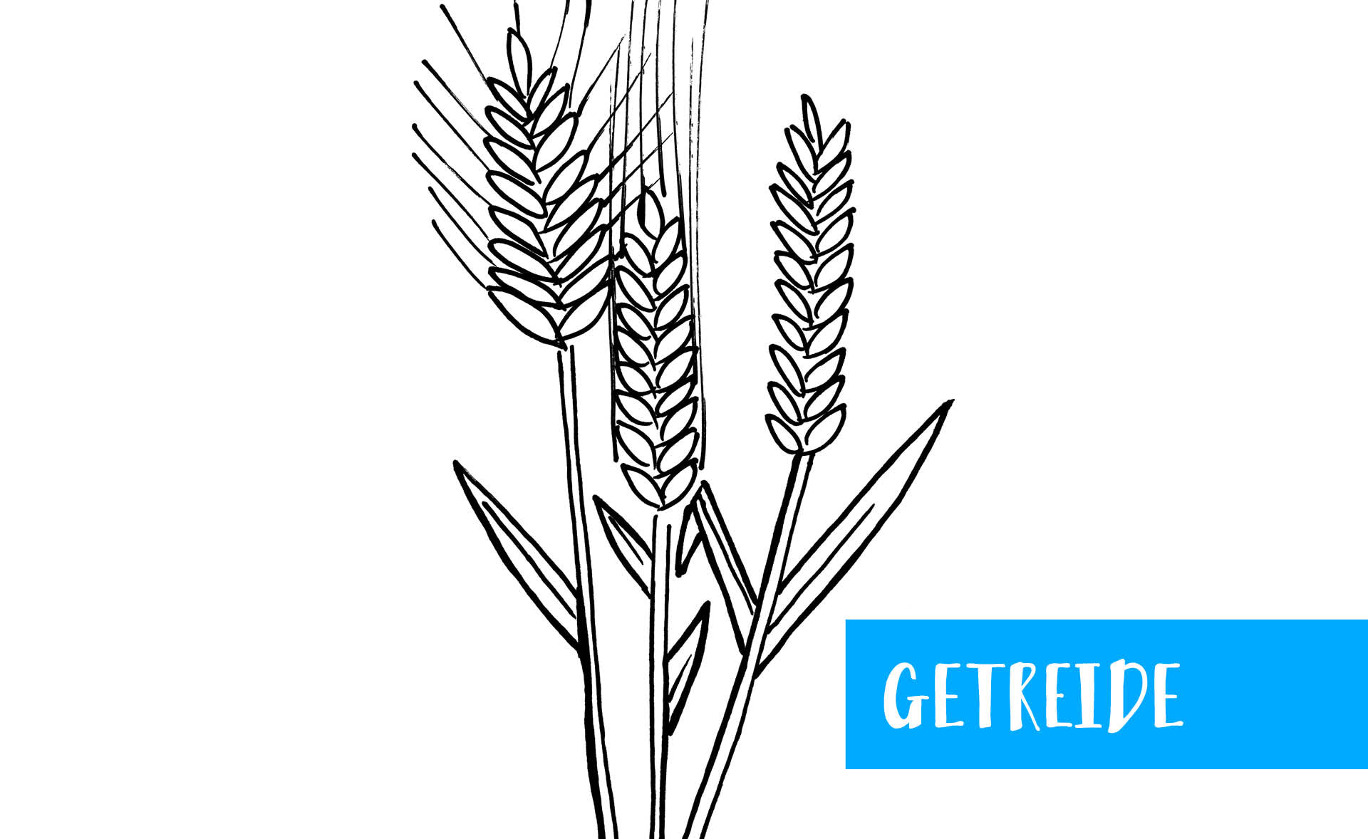 Getreide: Emmer und Dinkel