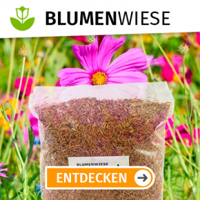 Blumenwiesen-Saatgut