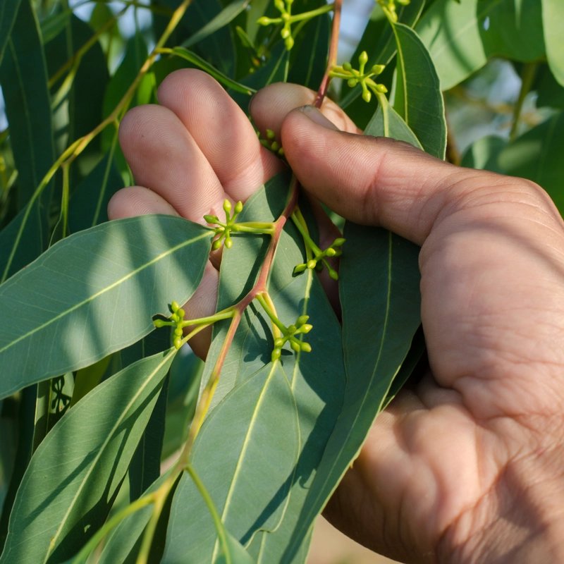 Botanische natürliche Inhaltsstoffe