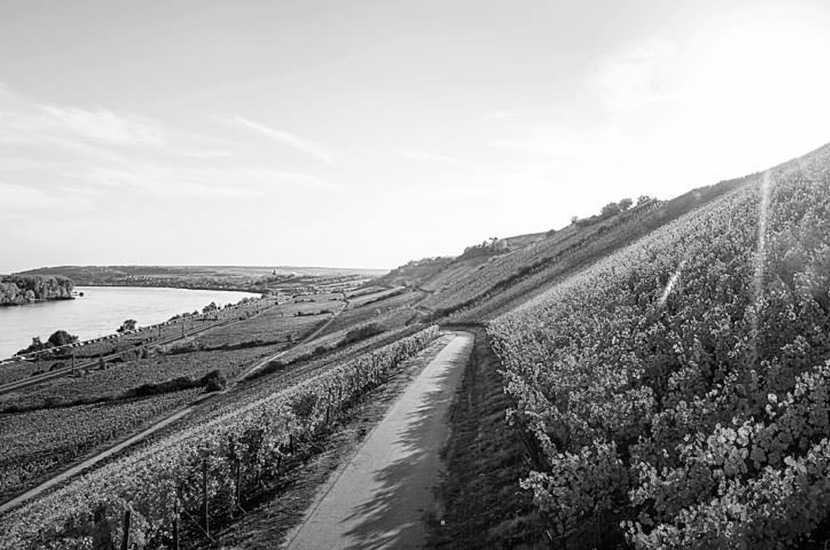 Lage Niersteiner Pettenthal