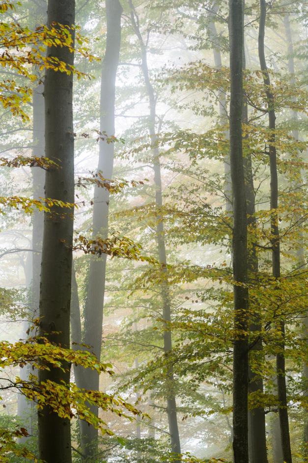 Ökosystemleistungen der Wälder – PNR 73