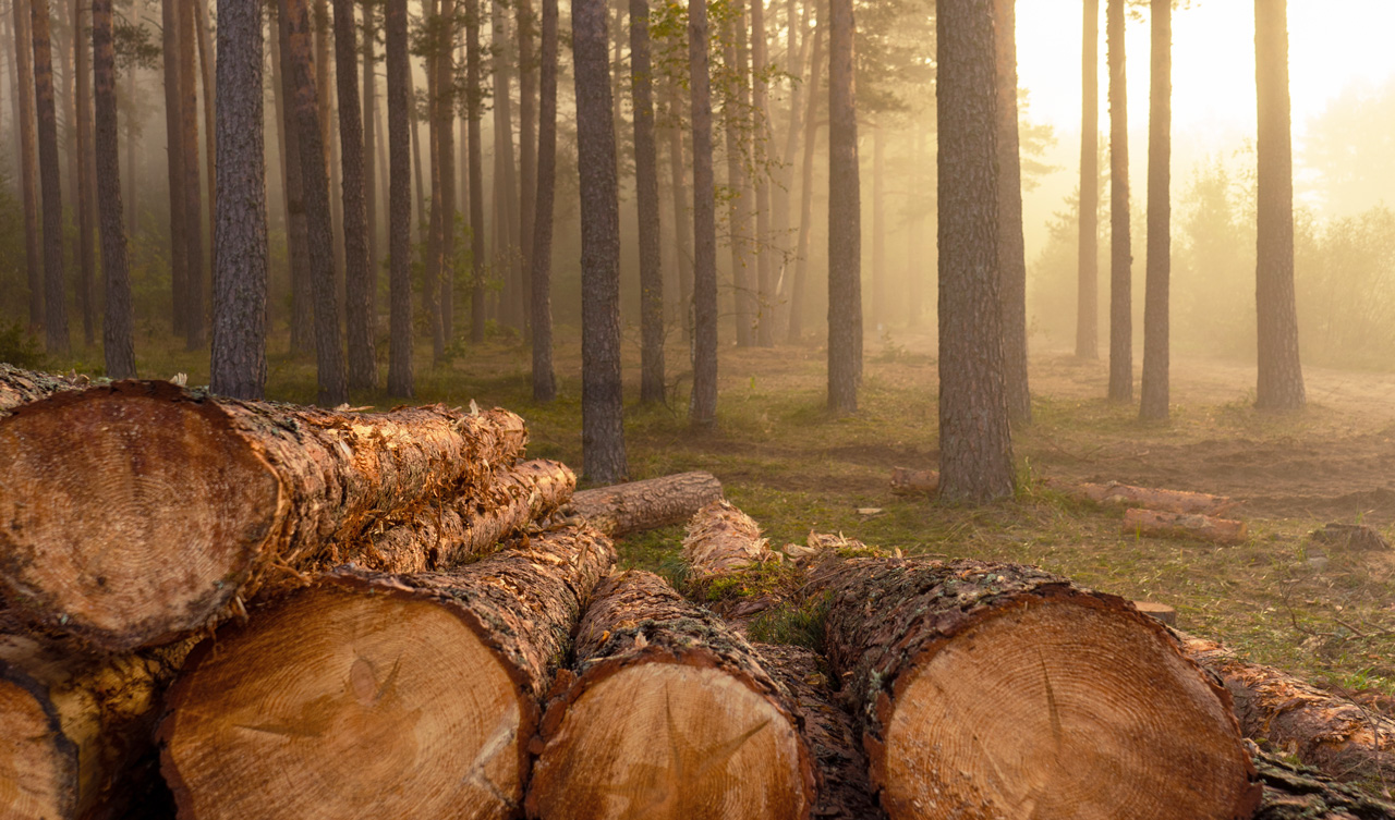 Nachhaltiges Holz aus regionaler Forstwirtschaft