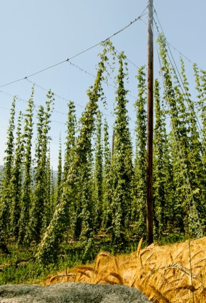100 % Mühlviertler Hopfen