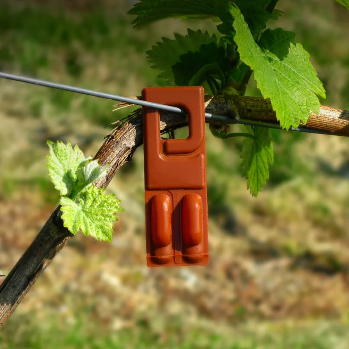 BFS bottle with hanger