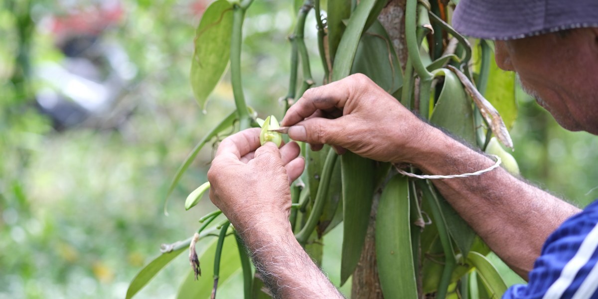 Pollination of vanilla