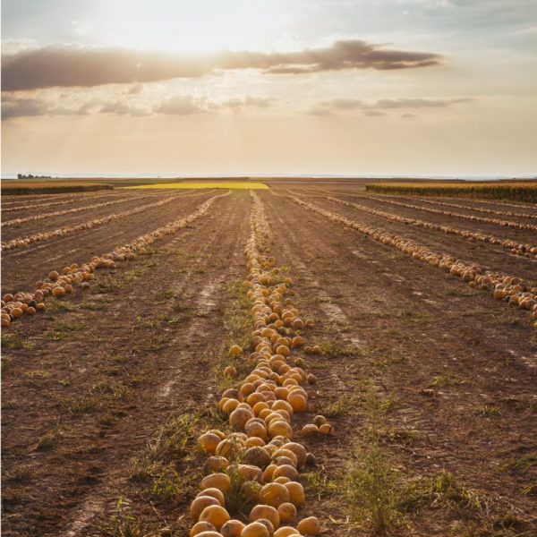 Pumpkin field – origin of the raw material