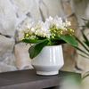 Phalaenopsis Topfpflanzen