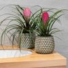 Bromelien Topfpflanzen