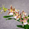 Exklusive Orchideen