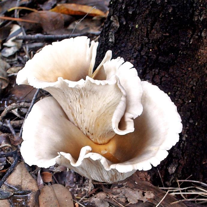 Australischer Geisterpilz (Omphalotus nidiformis)