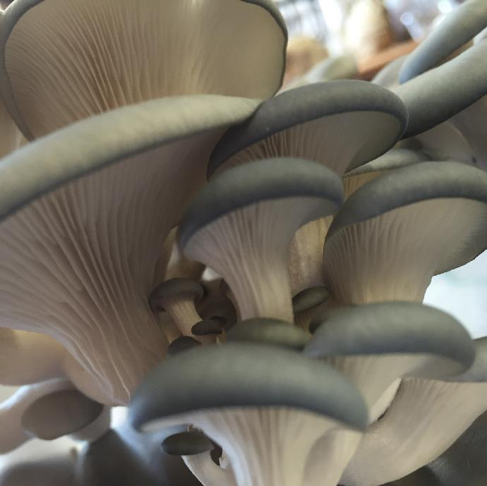 Austernpilz (Pleurotus ostreatus)