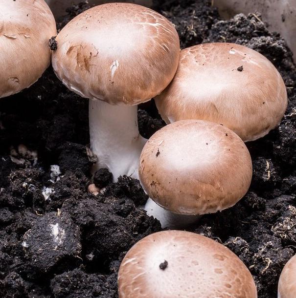 Brauner Champignon – Körnerbrut