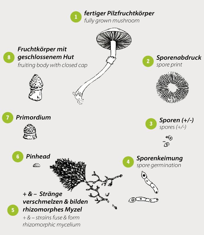 Lebenszyklus des Pilzes