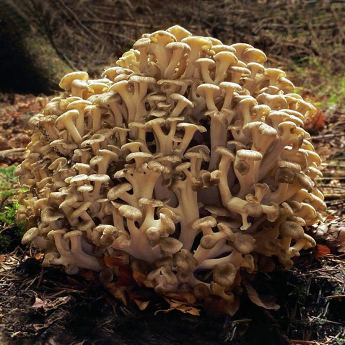 Eichhase (Polyporus umbellatus)