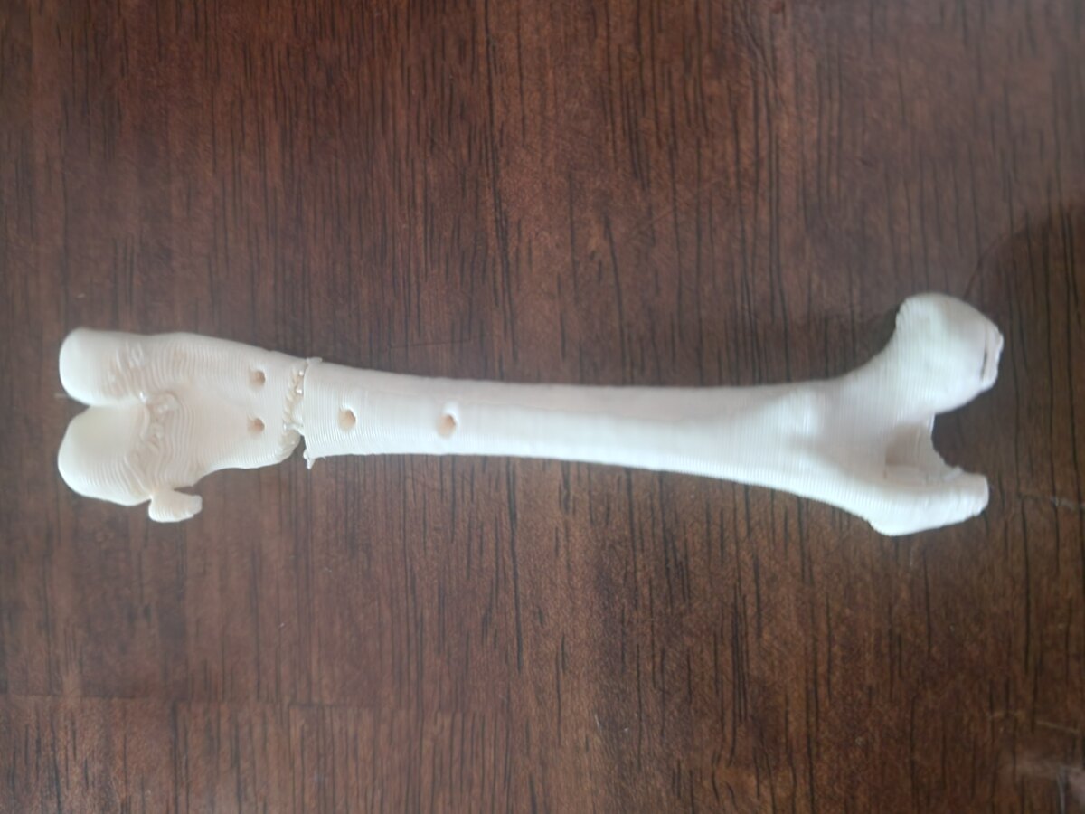 Anatomisches Knochenmodell