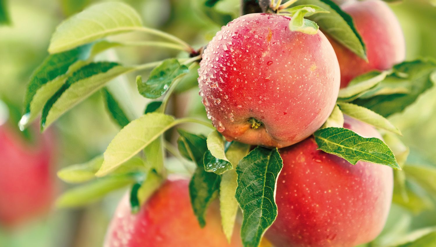 Lagerlösungen für Obstlagerung