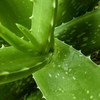 Wirkstoff Aloe Vera