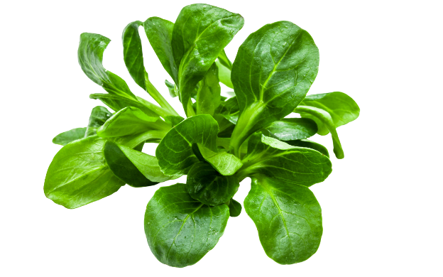 Feldsalat