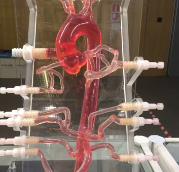 Anatomische Gefäßmodelle aus transparentem Silikon