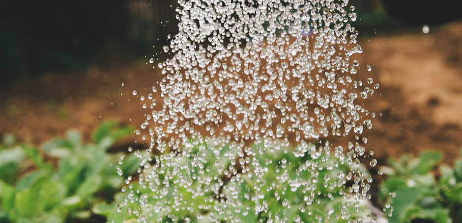 Pflanzenpflege im Gartencenter