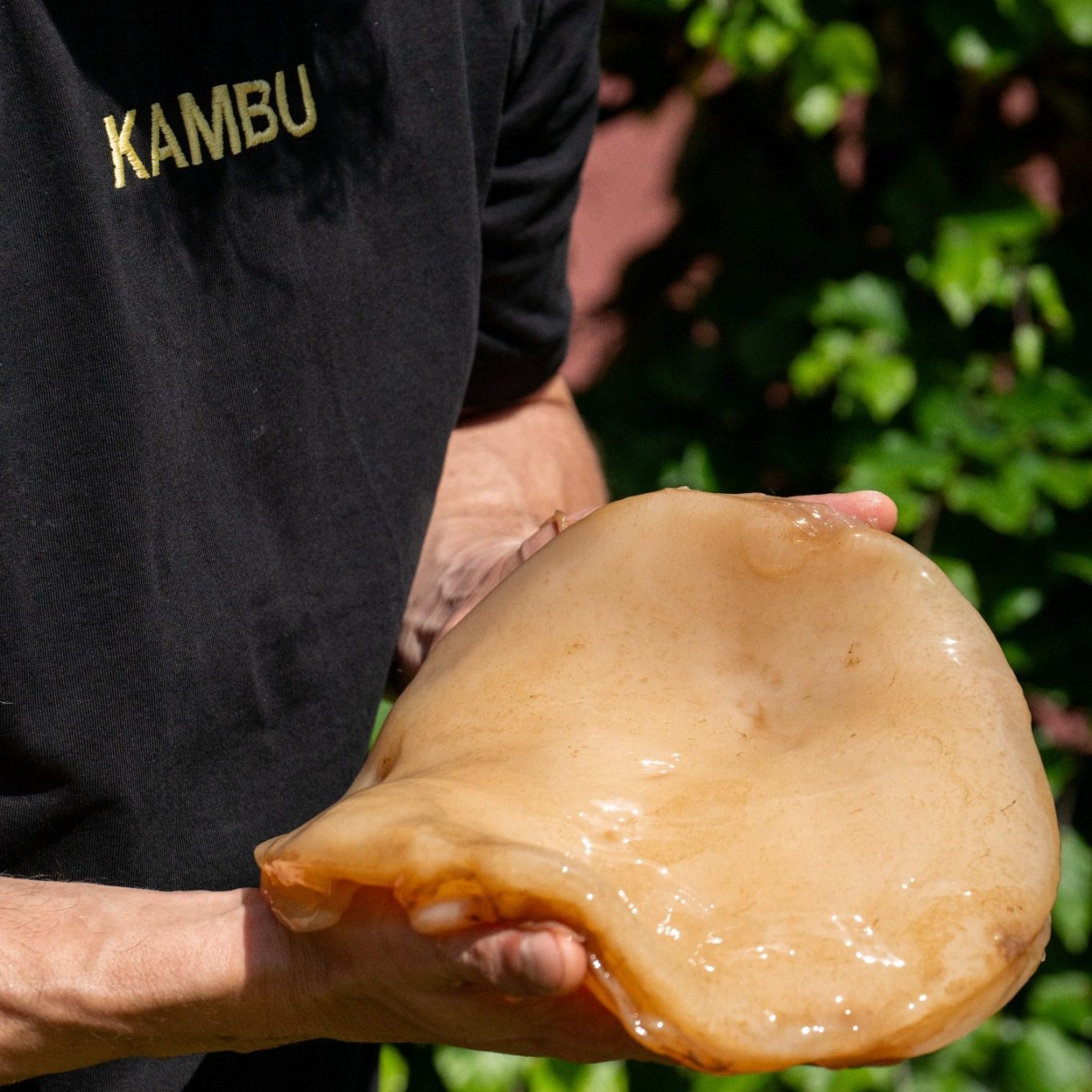 Fermentiertes Kombucha-Getränk