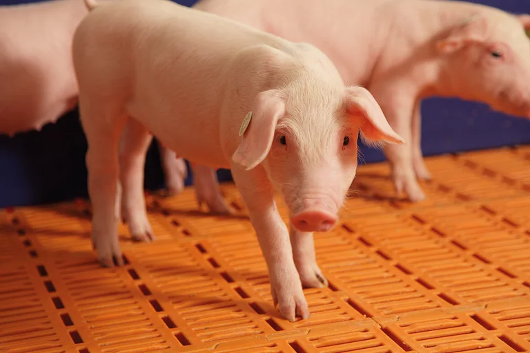 Bodensysteme Schweinehaltung