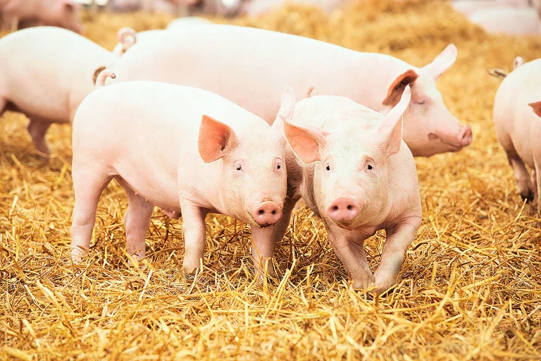 PureLine Schweinehaltung