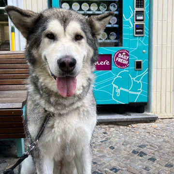 Dog Ice Cream (Katchi Paw Edition)