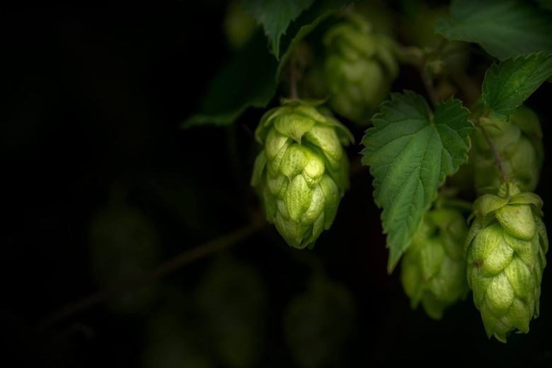 Hopfen – Rohstoff für Bierspezialitäten