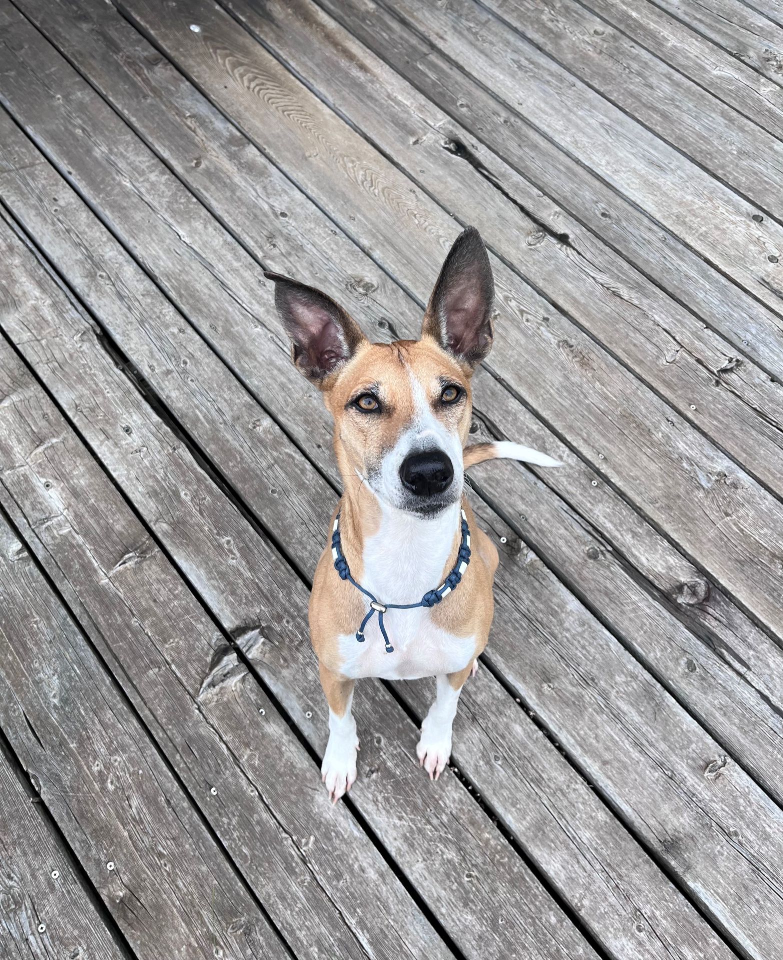 Finley, Feel Good Manager / Chief Security Officer