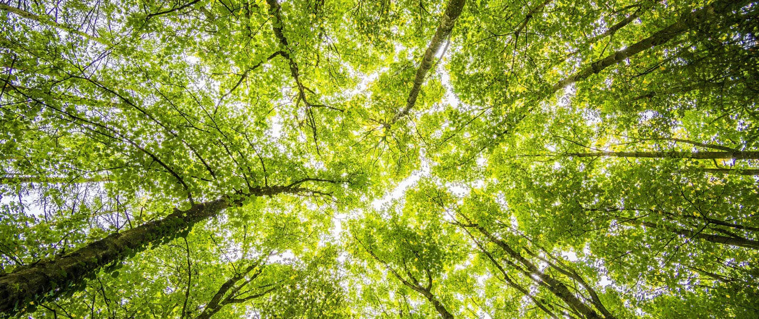 Umwelt und Nachhaltigkeit