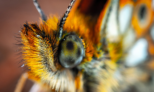 Morpho-Schmetterling – Inspirationsquelle für Dekoration und Lichtlenkung