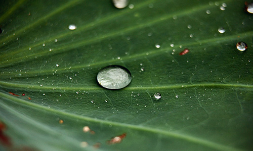 Lotuseffekt – bioinspirierte Oberflächentextur