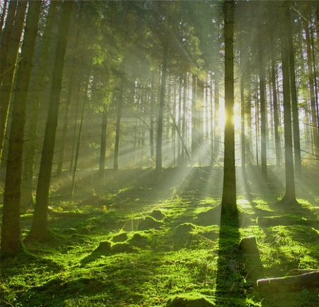 The Forest – Regional Sourcing