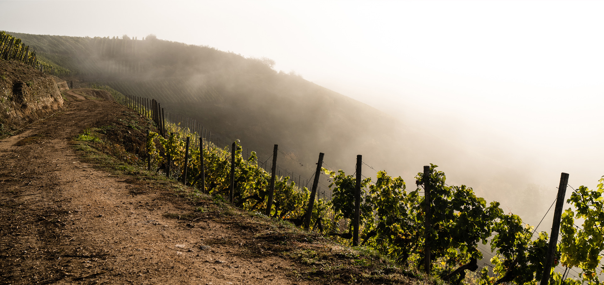 Herz & Handwerk im Weinberg