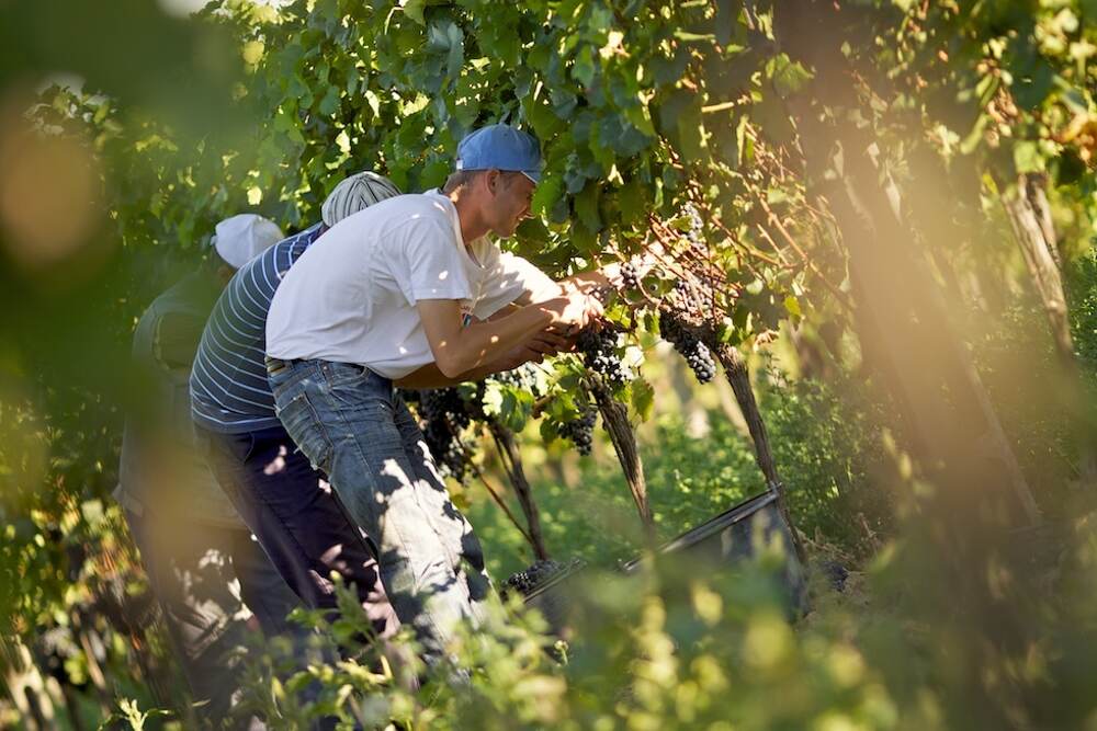 Handlese im Weinberg
