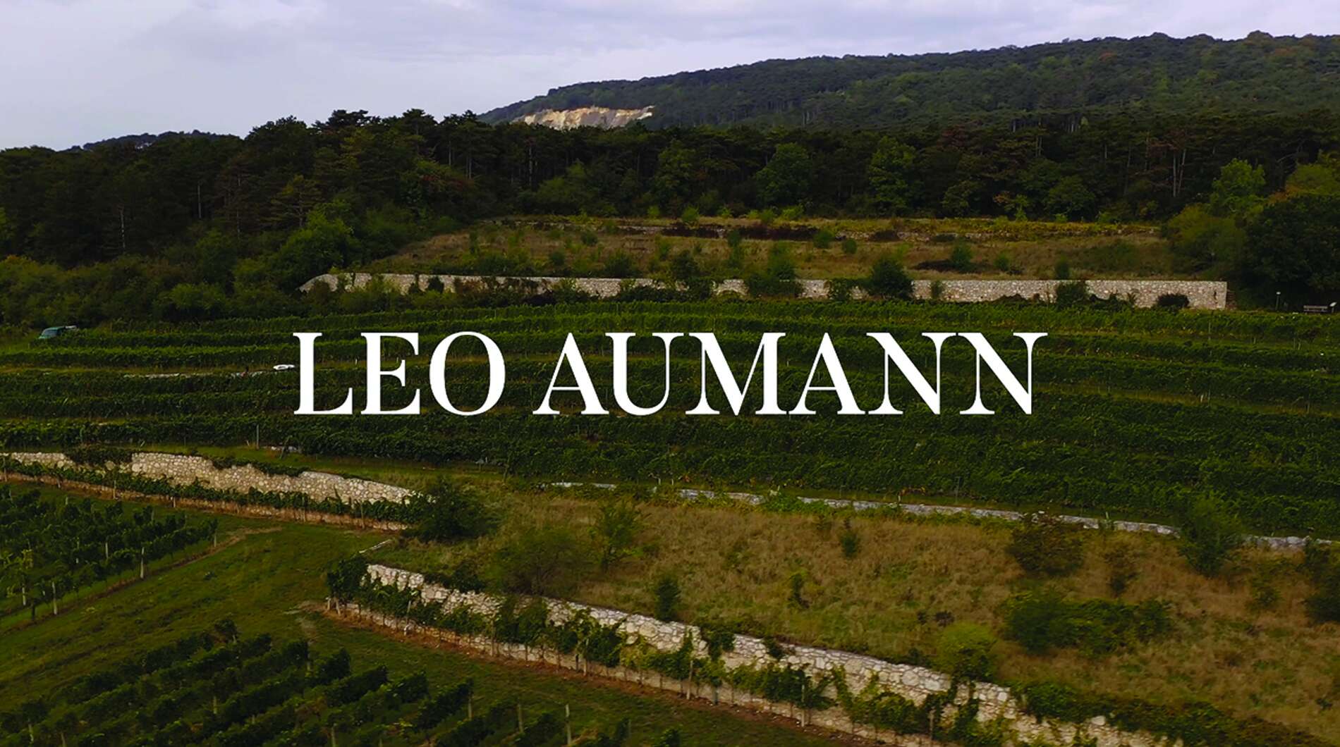 Weinbergslandschaft des Weinguts Leo Aumann