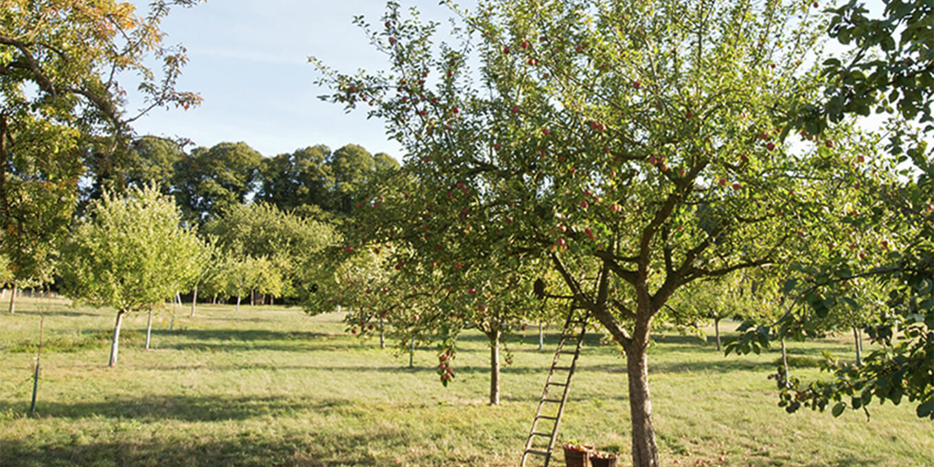 Streuobstwiese