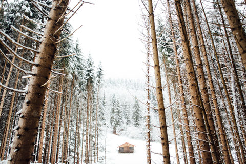 Wald im Winter