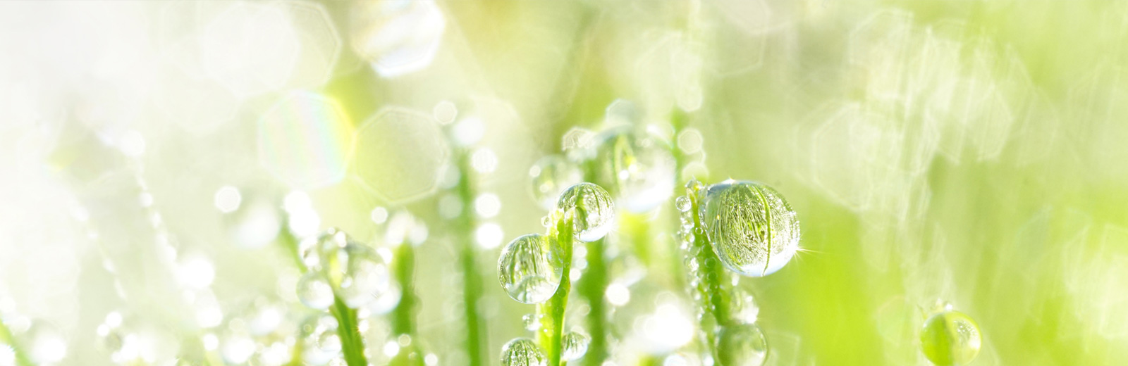 WS Partners – Partner in den Life-Science-Industrien