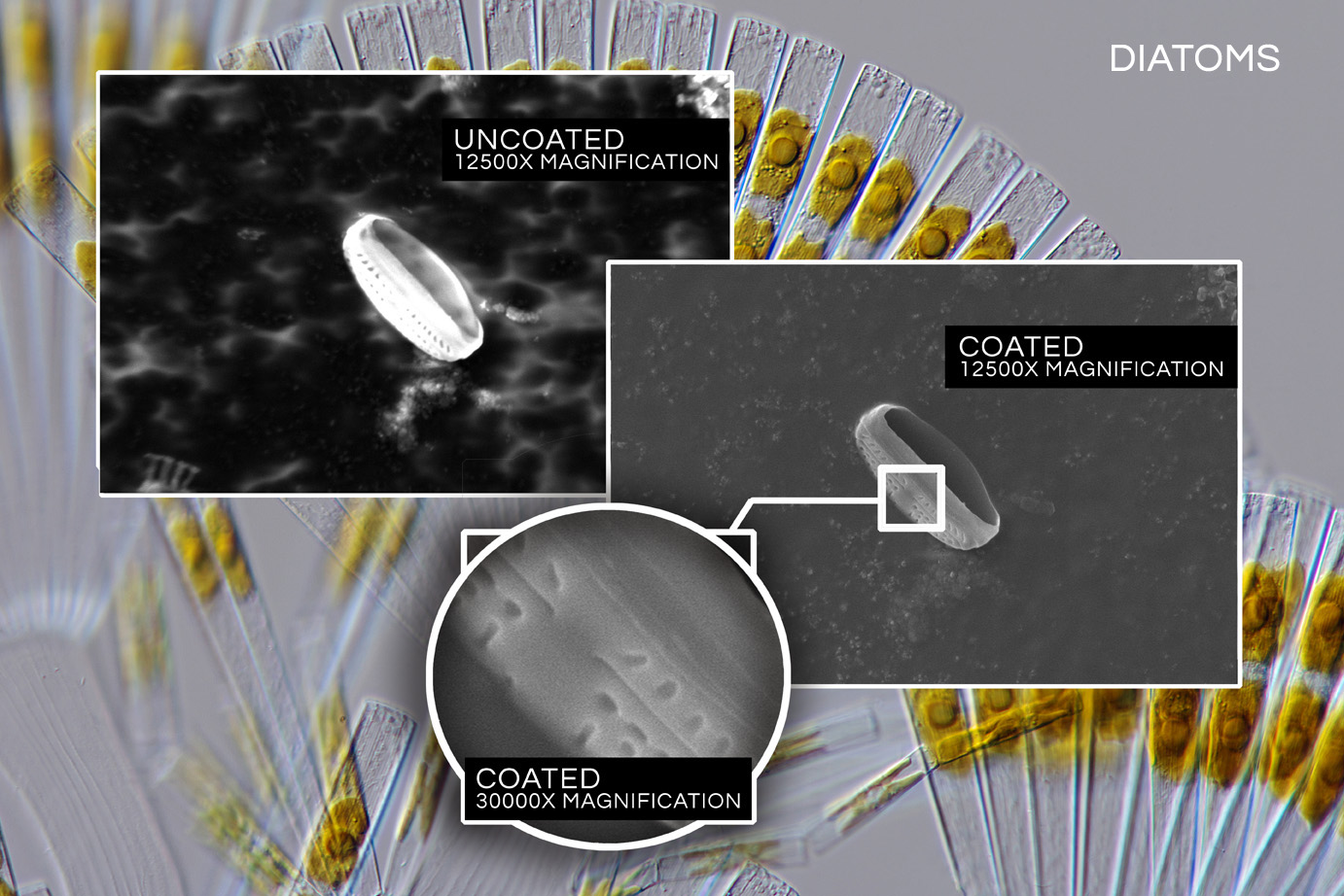 Beschichtete Diatomee (7 nm Gold)