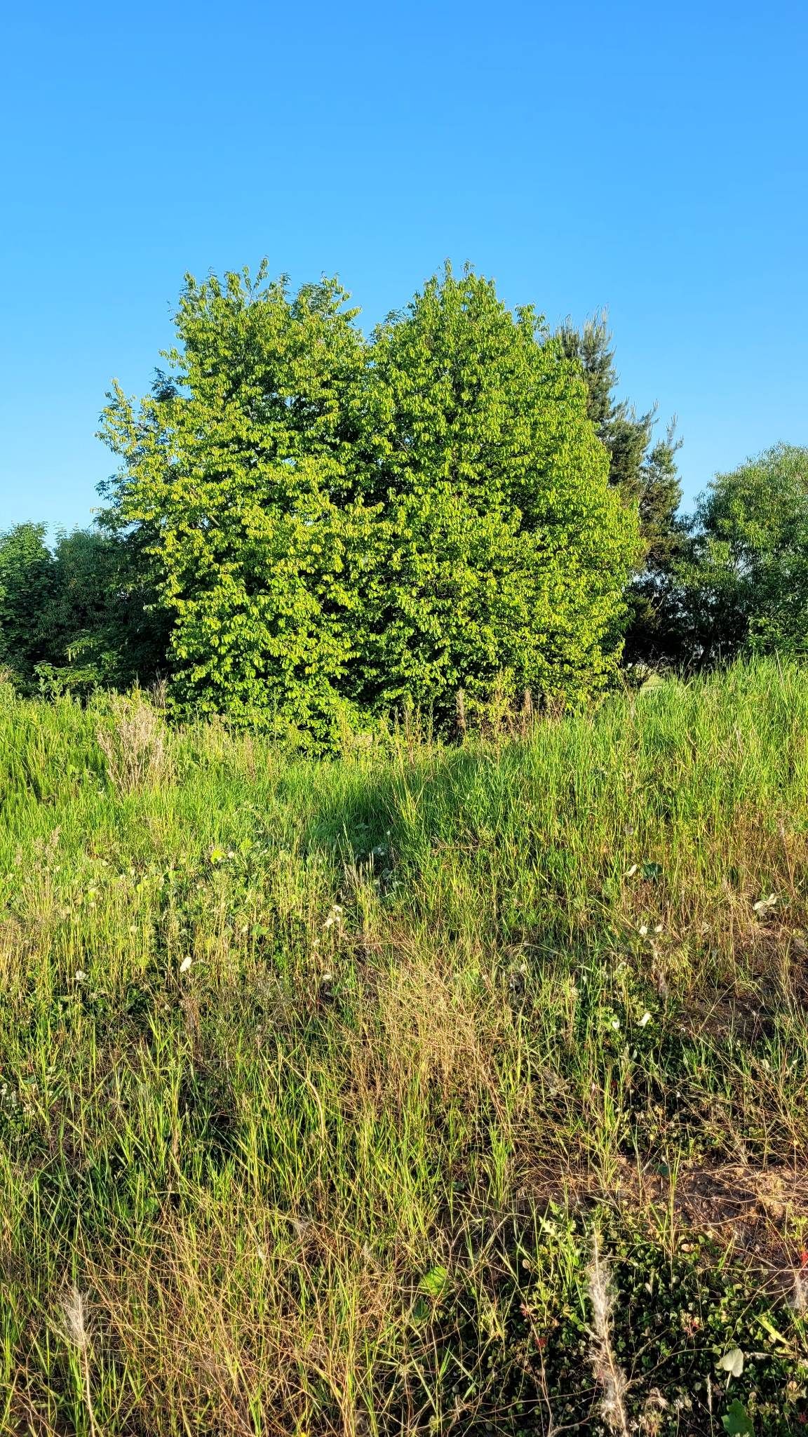 Lehmgruppe im Sommer